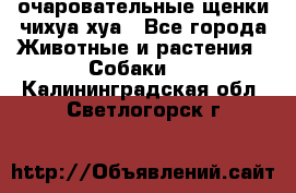 очаровательные щенки чихуа-хуа - Все города Животные и растения » Собаки   . Калининградская обл.,Светлогорск г.